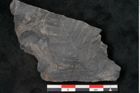 Foto (Detailansicht) von Callipteris sp.  (NHMW-GEO-2024-0188-10921)